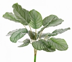 Calathea orbifolia 76cm